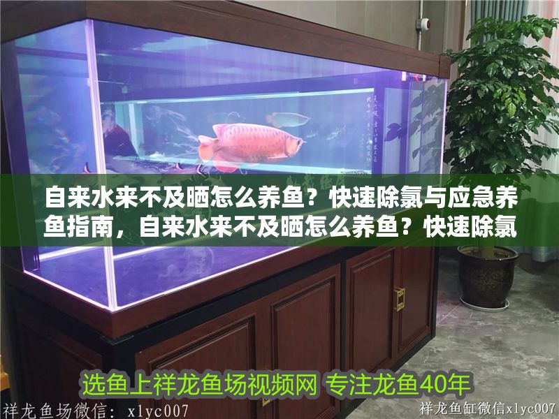 自來水來不及曬怎么養魚？快速除氯與應急養魚指南，自來水來不及曬怎么養魚？快速除氯與應急養魚指南