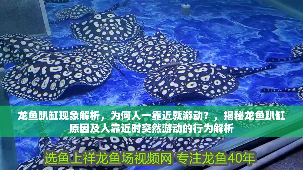 龍魚趴缸現象解析，為何人一靠近就游動？，揭秘龍魚趴缸原因及人靠近時突然游動的行為解析