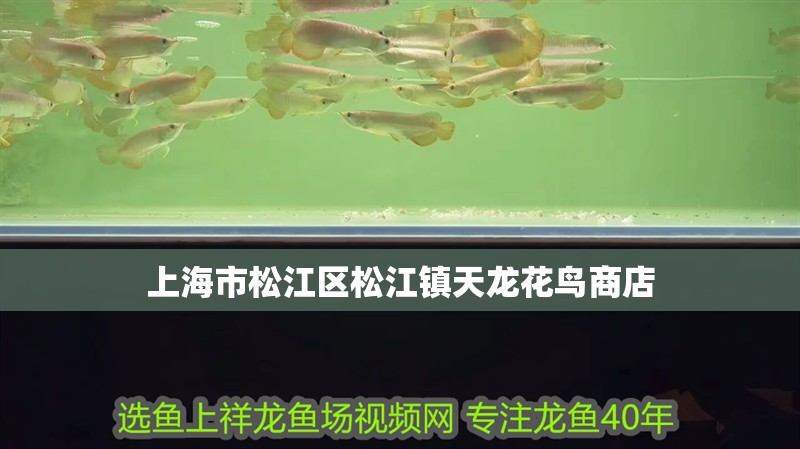 上海市松江區(qū)松江鎮(zhèn)天龍花鳥商店