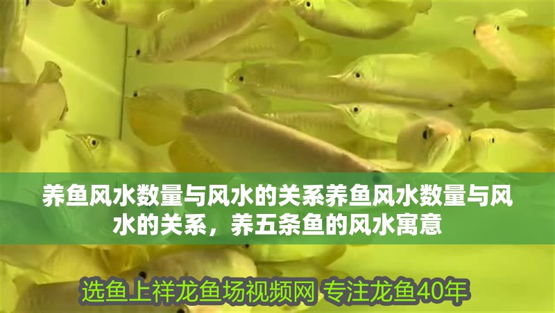 養魚風水數量與風水的關系養魚風水數量與風水的關系，養五條魚的風水寓意