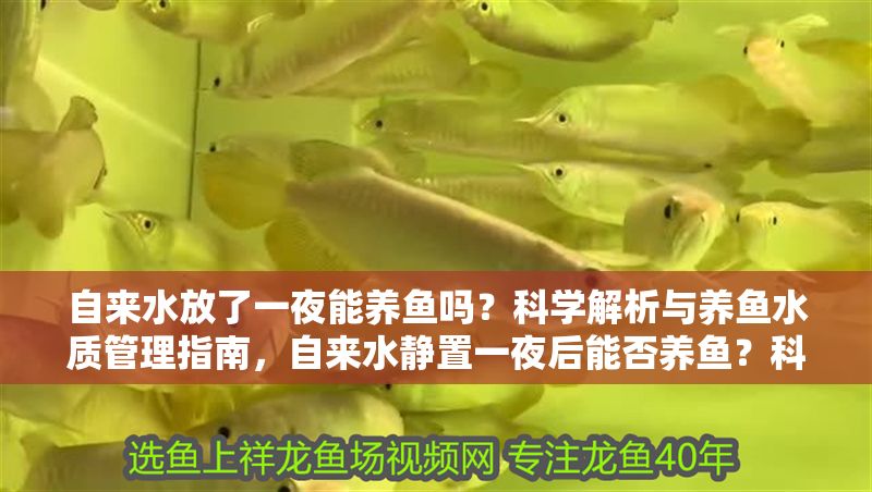 自來水放了一夜能養魚嗎？科學解析與養魚水質管理指南，自來水靜置一夜后能否養魚？科學解析與水質管理全指南