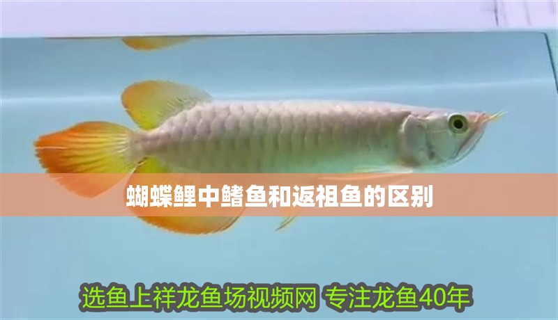 蝴蝶鯉中鰭魚和返祖魚的區(qū)別