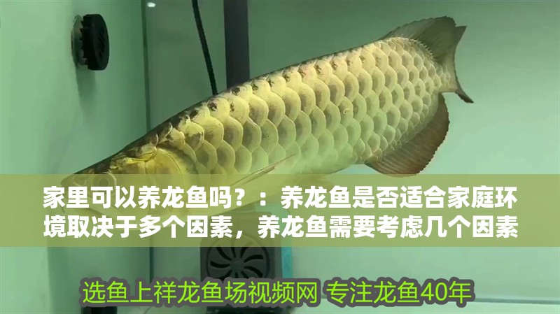 家里可以養(yǎng)龍魚嗎？：養(yǎng)龍魚是否適合家庭環(huán)境取決于多個因素，養(yǎng)龍魚需要考慮幾個因素