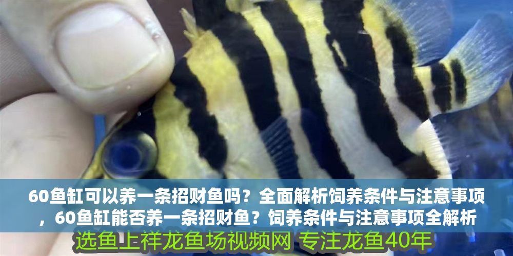 60魚缸可以養一條招財魚嗎？全面解析飼養條件與注意事項，60魚缸能否養一條招財魚？飼養條件與注意事項全解析