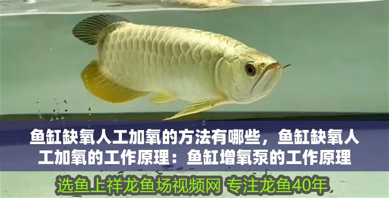 魚缸缺氧人工加氧的方法有哪些，魚缸缺氧人工加氧的工作原理：魚缸增氧泵的工作原理