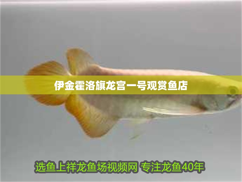 伊金霍洛旗龍宮一號觀賞魚店