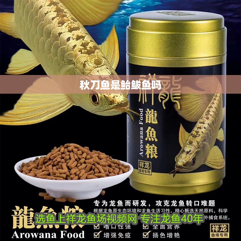 秋刀魚是鮐鲅魚嗎