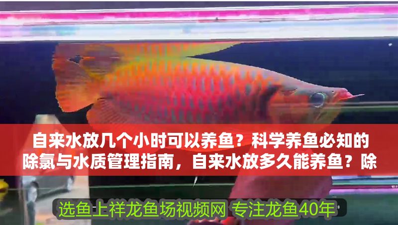 自來水放幾個小時可以養魚？科學養魚必知的除氯與水質管理指南，自來水放多久能養魚？除氯與水質管理全攻略