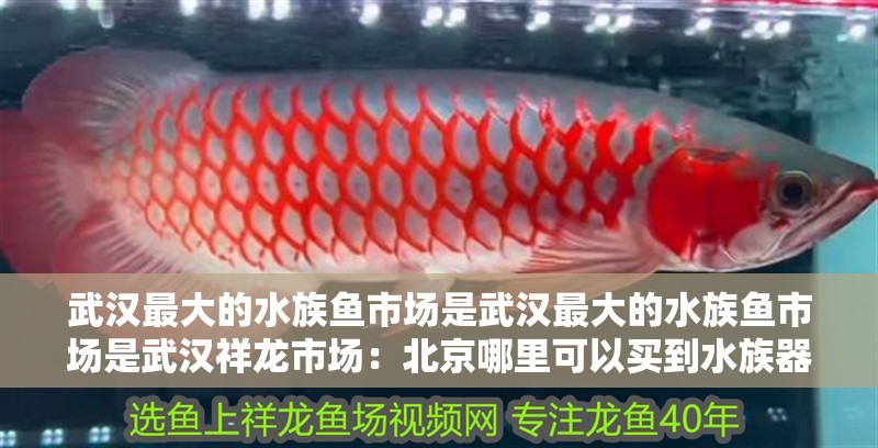 武漢最大的水族魚市場是武漢最大的水族魚市場是武漢祥龍市場：北京哪里可以買到<strong><mark>水族器材</mark></strong>？