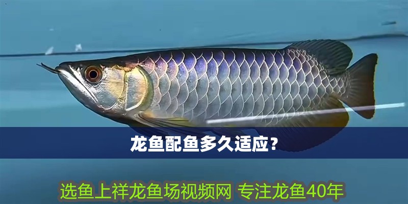 龍魚配魚多久適應？