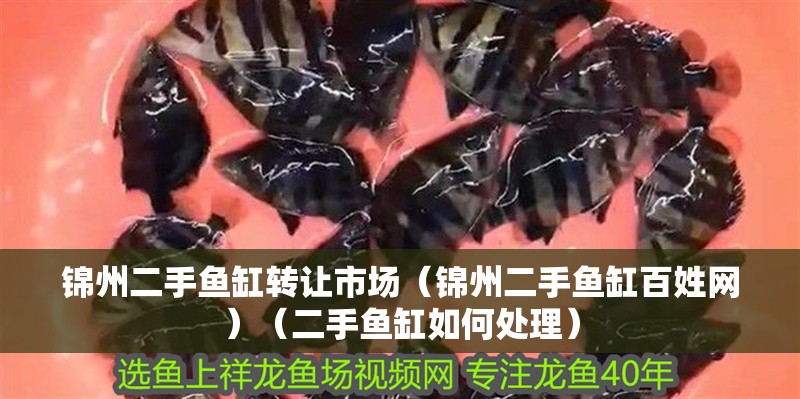 錦州二手魚缸轉讓市場（錦州二手魚缸百姓網）（二手魚缸如何處理）