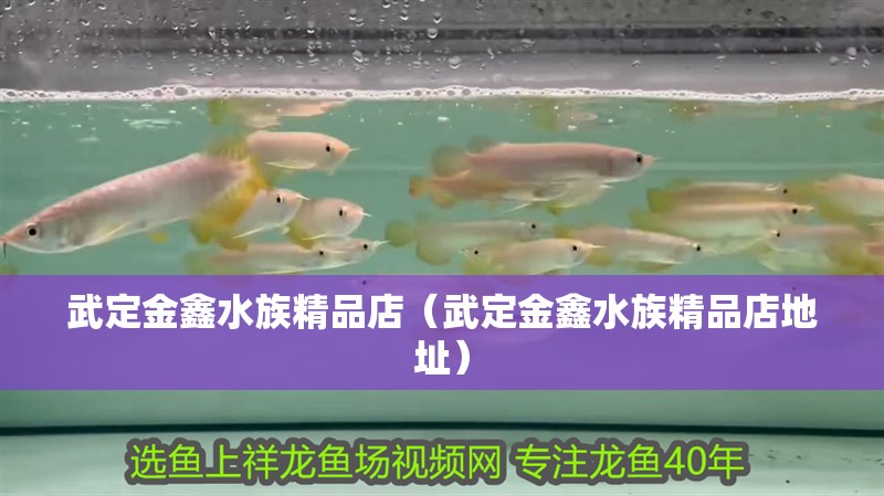 武定金鑫水族精品店（武定金鑫水族精品店地址）