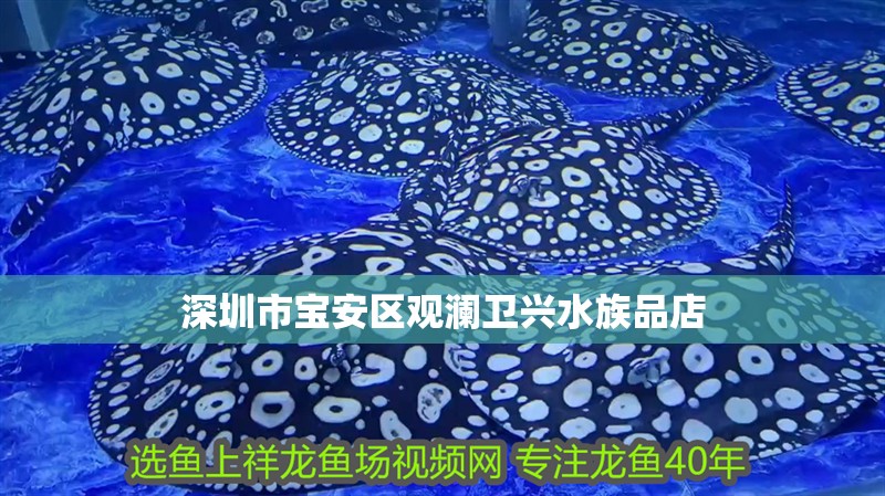 深圳市寶安區(qū)觀瀾衛(wèi)興水族品店