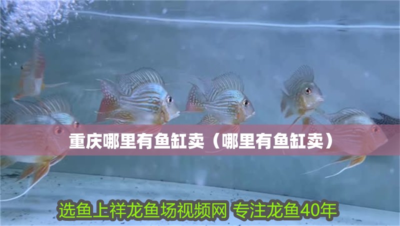 重慶哪里有魚缸賣（哪里有魚缸賣）