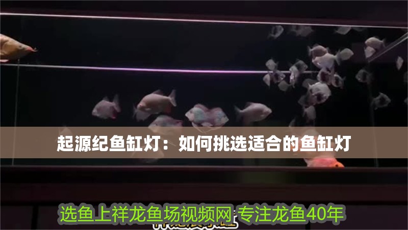 起源紀魚缸燈：如何挑選適合的魚缸燈