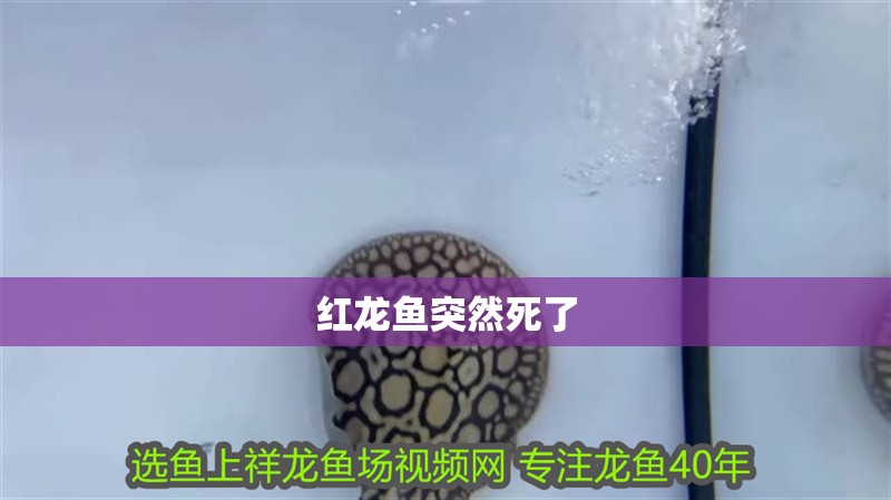 紅龍魚突然死了
