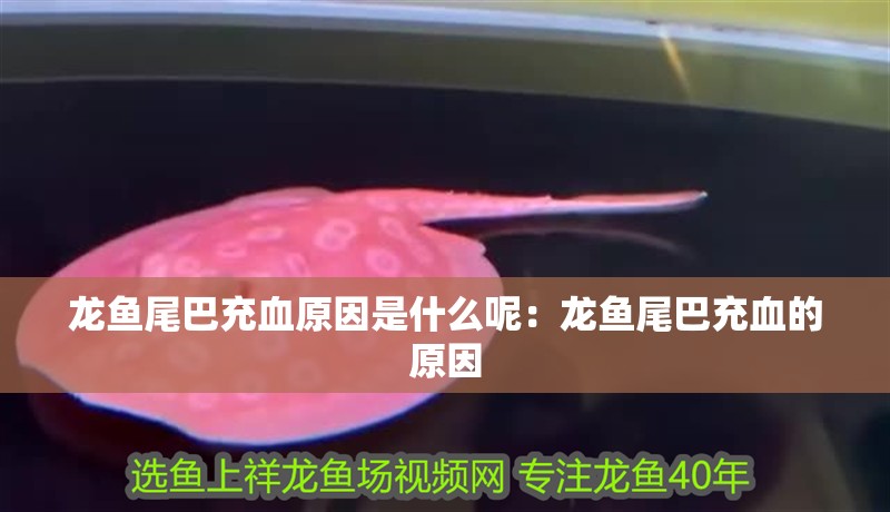 龍魚尾巴充血原因是什么呢：龍魚尾巴充血的原因