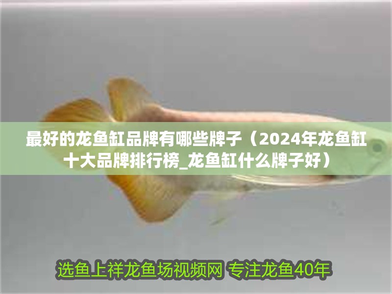最好的龍魚缸品牌有哪些牌子（2024年龍魚缸十大品牌排行榜_龍魚缸什么牌子好）