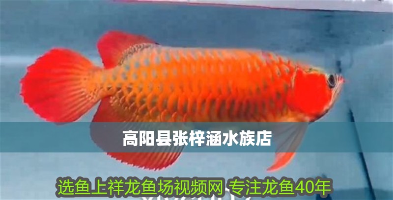 高陽縣張梓涵水族店