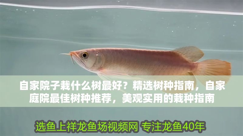 自家院子栽什么樹(shù)最好？精選樹(shù)種指南，自家庭院最佳樹(shù)種推薦，美觀實(shí)用的栽種指南