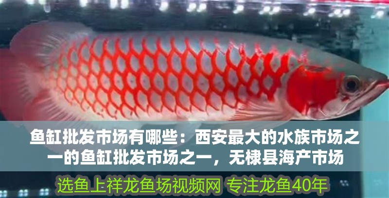魚缸批發市場有哪些：<strong><mark>西安</mark></strong>最大的水族市場之一的魚缸批發市場之一，無棣縣海產市場