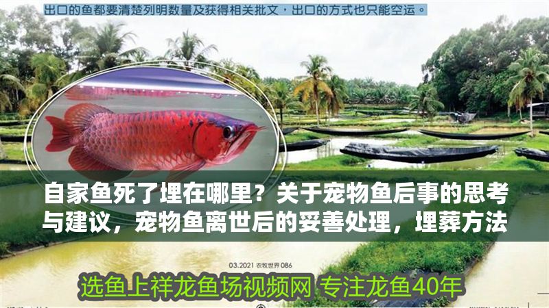 自家魚死了埋在哪里？關(guān)于寵物魚后事的思考與建議，寵物魚離世后的妥善處理，埋葬方法與注意事項(xiàng)