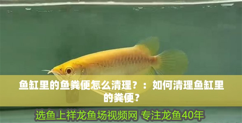 魚缸里的魚糞便怎么清理？：如何清理魚缸里的糞便？