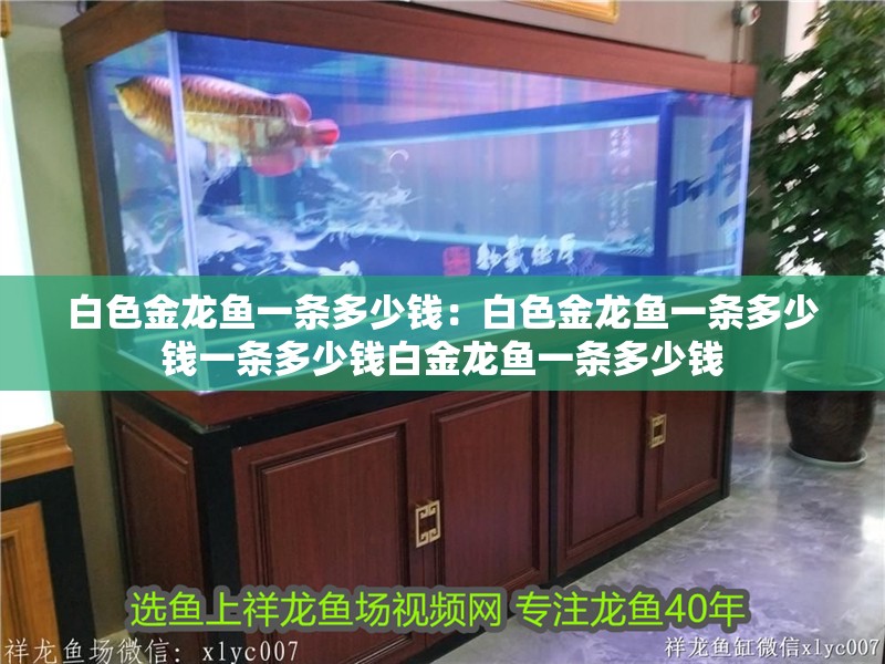 白色金龍魚一條多少錢：白色金龍魚一條多少錢一條多少錢白金龍魚一條多少錢