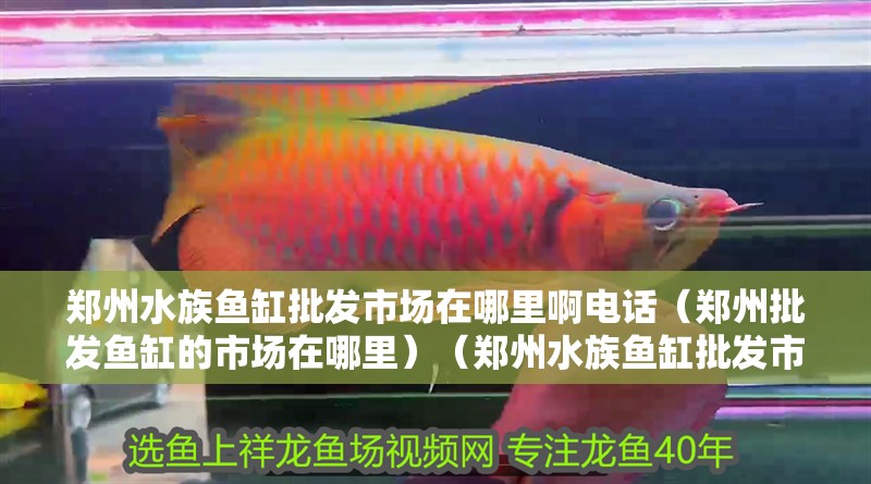 鄭州水族魚缸批發市場在哪里啊電話（鄭州批發魚缸的市場在哪里）（鄭州水族魚缸批發市場）