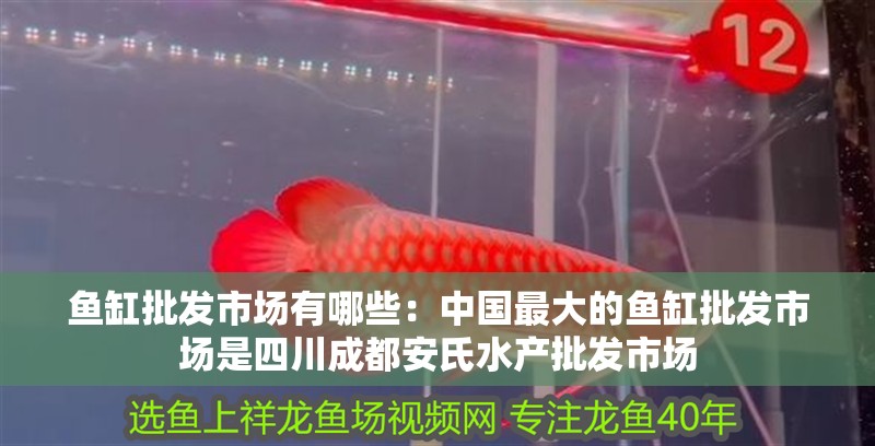 魚缸批發市場有哪些：中國最大的魚缸批發市場是四川成都安氏水產批發市場 魚缸批發市場有哪些：中國最大的魚缸批發市場是四川成都安氏水產批發市場 魚缸百科