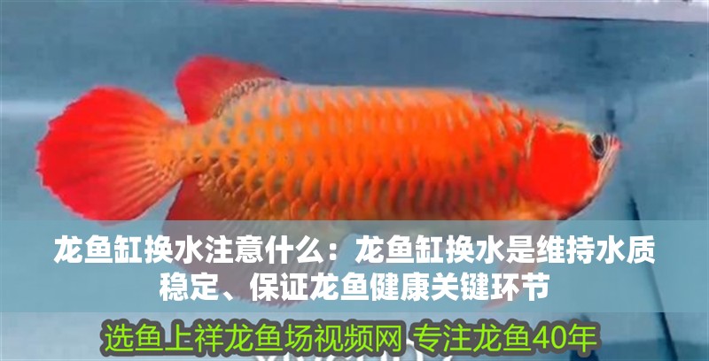 龍魚缸換水注意什么：龍魚缸換水是維持水質穩定、保證龍魚健康關鍵環節