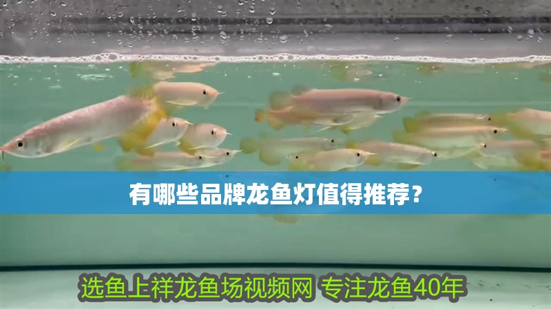 有哪些品牌龍魚燈值得推薦？