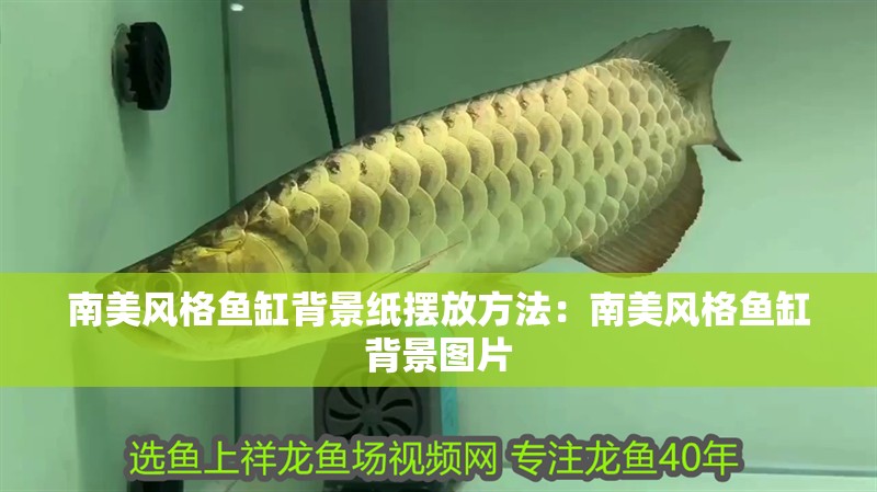 南美風格魚缸背景紙擺放方法：南美風格魚缸背景圖片