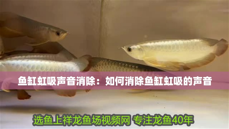 魚缸虹吸聲音消除：如何消除魚缸虹吸的聲音 魚缸虹吸聲音消除：如何消除魚缸虹吸的聲音 魚缸百科