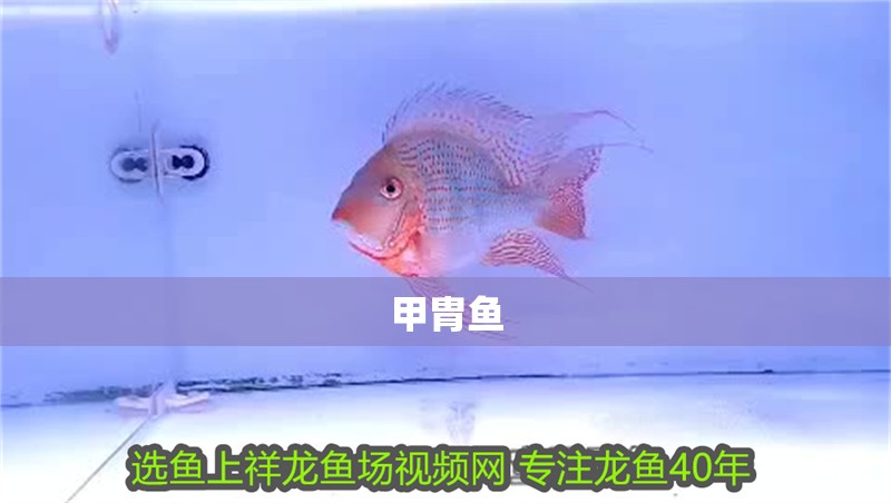 甲胄魚