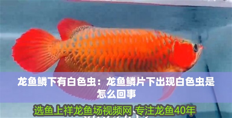 龍魚干蝦有營養嗎 龍魚鱗下有白色蟲:龍魚鱗片下出現白色蟲是怎么回事 龍魚百科 龍魚鱗下有白色蟲:龍魚鱗片下出現白色蟲是怎么回事 龍魚鱗下有白色蟲:龍魚鱗片下出現白色蟲是怎么回事 龍魚百科