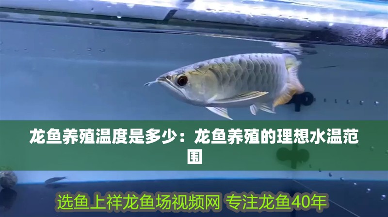 龍魚養殖溫度是多少：龍魚養殖的理想水溫范圍