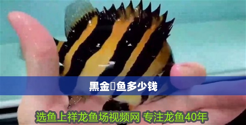 黑金魟魚多少錢