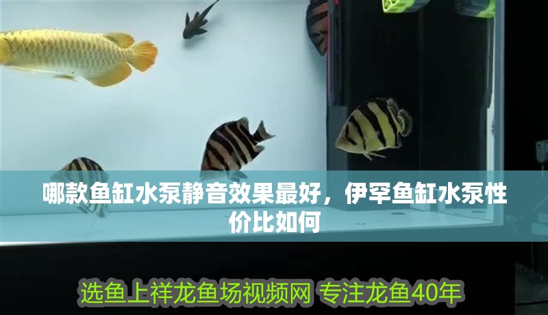 哪款魚缸水泵靜音效果最好，伊罕魚缸水泵性價比如何 哪款魚缸水泵靜音效果最好，伊罕魚缸水泵性價比如何 魚缸百科