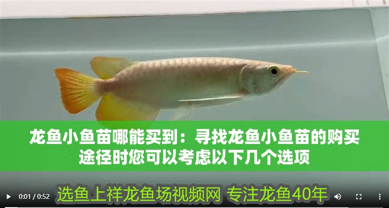 龍魚小魚苗哪能買到：尋找龍魚小魚苗的購買途徑時您可以考慮以下幾個選項