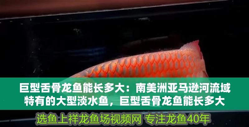 巨型舌骨龍魚能長多大：南美洲亞馬遜河流域特有的大型淡水魚，巨型舌骨龍魚能長多大