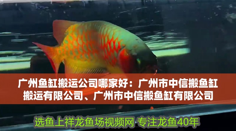 廣州魚缸搬運公司哪家好：廣州市中信搬魚缸搬運有限公司、廣州市中信搬魚缸有限公司