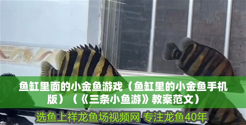魚缸里面的小金魚游戲（魚缸里的小金魚手機版）（《三條小魚游》教案范文）