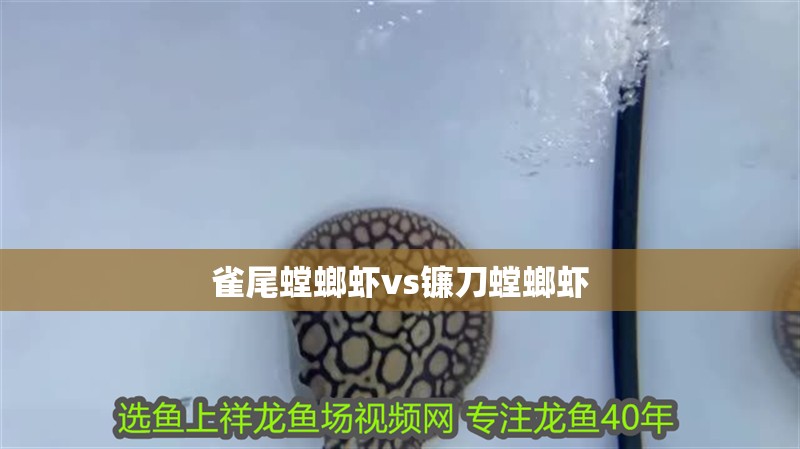 雀尾螳螂蝦vs鐮刀螳螂蝦