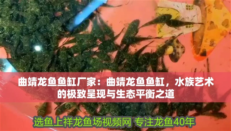 曲靖龍魚魚缸廠家：曲靖龍魚魚缸，水族藝術的極致呈現與生態平衡之道