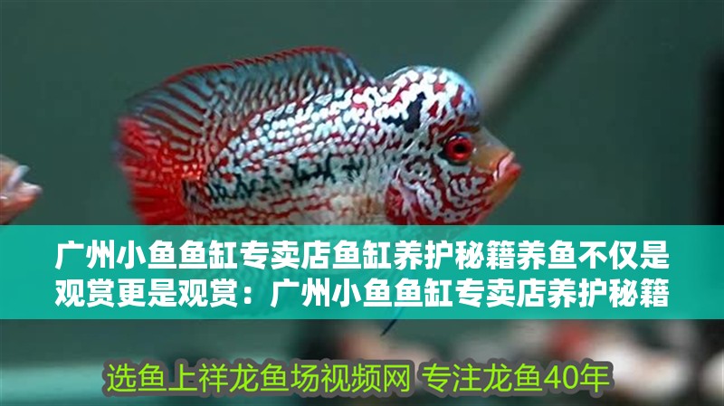 廣州小魚魚缸專賣店魚缸養護秘籍養魚不僅是觀賞更是觀賞：廣州小魚魚缸專賣店養護秘籍養魚不僅是觀賞更是觀賞