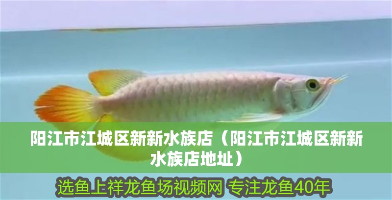 陽江市江城區新新水族店（陽江市江城區新新水族店地址）