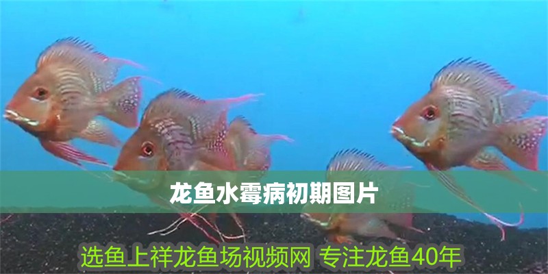 龍魚水霉病初期圖片