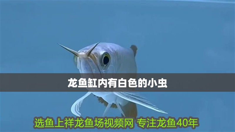 龍魚缸內有白色的小蟲
