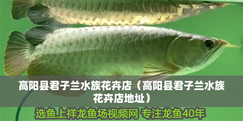 高陽縣君子蘭水族花卉店（高陽縣君子蘭水族花卉店地址）